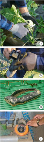 1 Es geht um Messer für die Ernte!
Sehr gut: Der an der Knolle anliegende
Daumen kontrolliert die Distanz und
dirigiert indirekt die Messerhaltung.<BR><BR>
2a + b Zu empfehlen sind handliche
Schleifhilfen aus dem Haushaltswarenladen.
Am besten erhält jede
Person ein eigenes Gerät.<BR><BR>
3 Nachteil der elektrischen Schleifmaschine:
Auf dem Feld ist sie nicht
eingesetzbar.