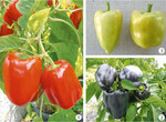 Beispiele für empfehlenswerte Paprikasorten mit blockigen Früchten: ‘Nazar’, F<sub>1</sub> (1),
‘Mavras’, F<sub>1</sub> (2), ‘Pusztagold’ (3)