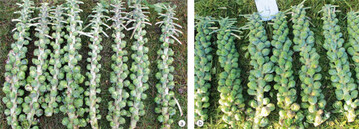 Abbildung 1 a + b: Ertragsunterschiede bei Rosenkohl zwischen Pflanzen der stark befallenen Kontrolle (a) und befallsfreien
Pflanzen (b) nach fnf Pflanzenschutz-Applikationen