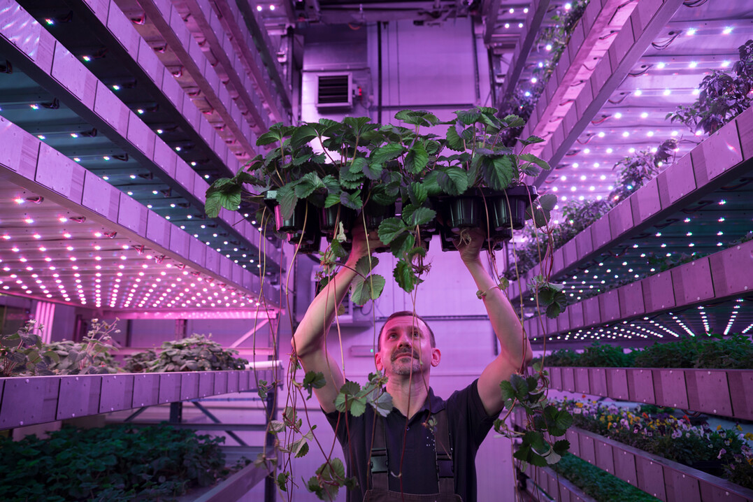 Blick ins Innere eines ‚Growth Towers‘: das innovative, skalierbare System ermöglicht die exakte Einstellung von Wachstumsfaktoren wie Licht, Düngung und Wasserzufuhr.