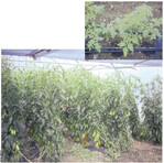 Frisch gepflanzter Tomatenbestand (oben), doppelreihig gepflanzter Tomatenbestand zu
Erntebeginn(
unten).