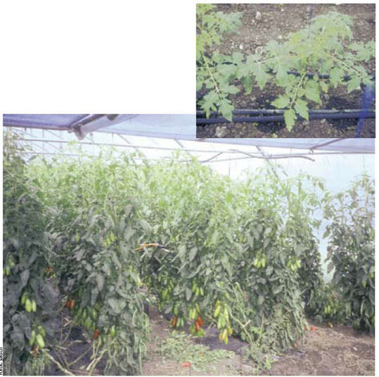 Frisch gepflanzter Tomatenbestand (oben), doppelreihig gepflanzter Tomatenbestand zu
Erntebeginn(
unten).