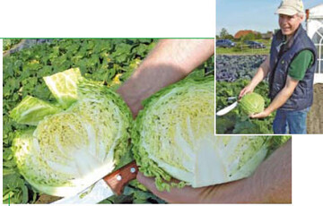 Christian Spangenberg: Der Salatwirsing 29409 RZ ist
interessant fr Frischmarkt und Fresh-Cut.