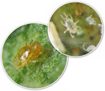 oben: Zweites Larvenstadium
von A. californicus in
einem Spinnmilbenherd <BR>
links: Die Raubmilbe Amblyseius
californicus bei der Paarung.