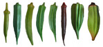 Verschiedene Okra-Sorten, von links
nach rechts: ‘Santa Cruz’, ‘Lee’,
‘Green Fingers’, ‘Cow Horn’, ‘Clemson’,
‘Rote Okra Burgundy’, ‘Star of David’,
‘Alabama Okra’
