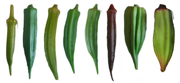 Verschiedene Okra-Sorten, von links
nach rechts: Santa Cruz, Lee,
Green Fingers, Cow Horn, Clemson,
Rote Okra Burgundy, Star of David,
Alabama Okra