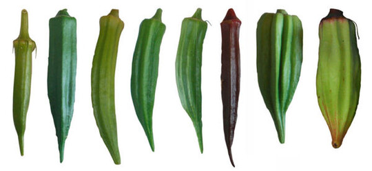 Verschiedene Okra-Sorten, von links
nach rechts: Santa Cruz, Lee,
Green Fingers, Cow Horn, Clemson,
Rote Okra Burgundy, Star of David,
Alabama Okra