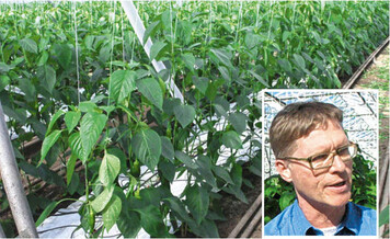 Die Paprika-Pfl anzen sind veredelt auf die Unterlage Snooker.
Klaus Soegard ist berzeugter Bio-Gemseproduzent.