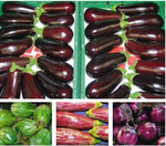 Auberginen gibt es in vielfältigen Formen und Farben.