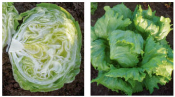 Eisbergsalat Skindel (l.) fr Frischmarkt
und Industrie und Eisbergsalat
Tamal mit aufrechter und kompakter
Kopfform (r.)
