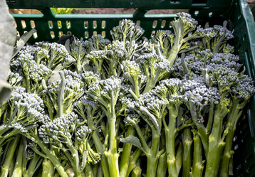 Neu und exklusiv als Spezialitt im Angebot bei Pfalzmarkt eG: Bimi Brokkoli ist eine besondere Brokkoli-Sorte, die zarter als marktblicher Brokkoli ist und deswegen im Ganzen verzehrt werden kann. Der leckere Stangenbrokkoli kommt ursprnglich aus Japan und ist fr Endverbraucher im praktischen 200-g-Beutel erhltlich. Fr roverbraucher aus der Gastronomie sind seit kurzem spezielle Gastrogren verfgbar.