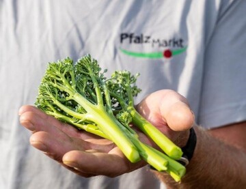 Auch optisch macht die Erntepremiere von Pfalzmarkt eG was her: Bimi Brokkoli ist eine besondere Brokkoli-Sorte mit einem mild-slichen und leicht nussigen Geschmack. Er ist zarter als marktblicher Brokkoli und kann im Ganzen verzehrt werden. 