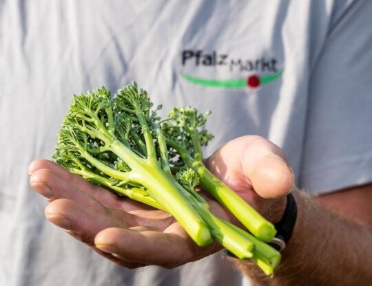 Auch optisch macht die Erntepremiere von Pfalzmarkt eG was her: Bimi Brokkoli ist eine besondere Brokkoli-Sorte mit einem mild-slichen und leicht nussigen Geschmack. Er ist zarter als marktblicher Brokkoli und kann im Ganzen verzehrt werden.   