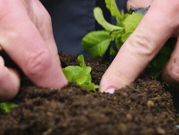 Bei Blumenerden und Kultursubstraten sorgen hochwertige und natrliche Rohstoffe in bewhrten Rezepturen fr gesundes Wachstum.