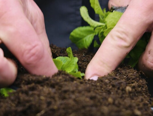 Bei Blumenerden und Kultursubstraten sorgen hochwertige und natrliche Rohstoffe in bewhrten Rezepturen fr gesundes Wachstum.