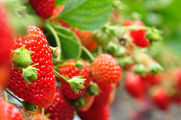 Erdbeeren mit Frischegarantie  Baden-Württemberg und Nordrhein-Westfalen luten Saison für Erdbeeren aus deutschem Anbau ein.