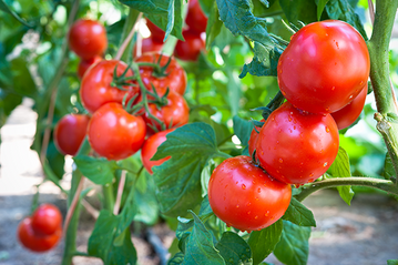 Sie sind zurück: Gurken und Tomaten aus heimischem Anbau füllen wieder die Regale und bieten grötmöglichen Genuss dank kleinstmöglicher Transportwege! 