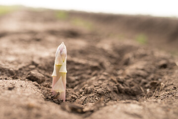 Die Spargelernte steht kurz vor der Tr: Die sddeutschen Spargelbauern rechnen bereits ab Mitte Mrz mit dem ersten Spargel.
