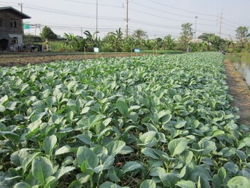 Chinesicher Brokkoli (Brassica alboglabra) ist in Thailand ein wichtiges Gemse. Die Pflanze wird oft von den Raupen der Zuckerrbeneule (Spodoptera exigua) befallen.