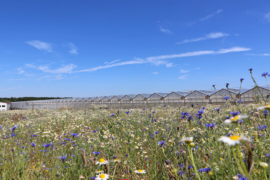 Die Beheizung von Gewchshusern mit CO2-neutraler Wrme leistet einen wichtigen Beitrag zum Klimaschutz.   