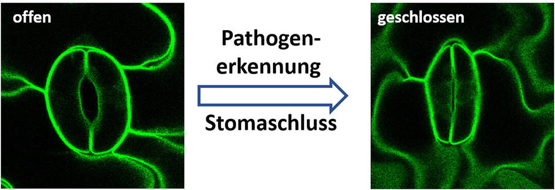 Pflanzen schtzen sich vor Pilzen und anderen Krankheitserregern (Pathogenen), indem sie ihre Stomata verschlieen. 