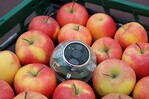 Die neue Respirationsmesskugel eignet sich für den mobilen Einsatz im Obst- und Gemüselager.