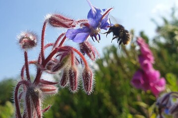 Wildpflanzen wie Borretsch bereichern nicht nur das Landschaftsbild, sondern frdern auch bestubende Insekten. 