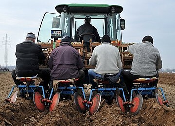Die Erzeuger von Pflzer Grumbeere luten den Frhling ein: Damit die vorgekeimten Pflanzkartoffeln mglichst schonend in den Damm gelangen, ist Sorgfalt lebenswichtig fr die empfindlichen Keime.