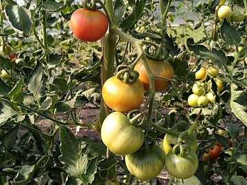 Die Saatgutgewinnung von Tomaten unterscheidet sich verglichen mit anderen Gemsearten durch einige spezielle Aufbereitungsschritte.