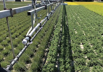 Eine ausreichende Bewsserung  wie hier im Bild gezeigt  wird im Sommer nur noch mglich sein, wenn der Gartenbau seine Wasserspeicherkapazitten deutlich erhht.