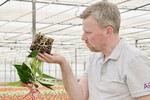 Peter Opschroef, Geschäftsführer des Zierpflanzenbetriebes Aflora.