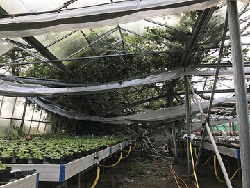 Das Foto zeigt das durch einen umgestrzten Baum vllig zerstrte Gewchshaus in Oldenburg.