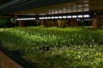Koriander-Microgreens wachsen auf den Tablaren in die Hhe. 