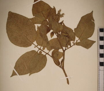 Ein Exemplar des Herbars Solanum tuberosum (Kartoffel), das auf dem Chonos-Archipel in Chile von Charles Darwin whrend seiner Expedition auf der HMS Beagle gesammelt und konserviert wurde.