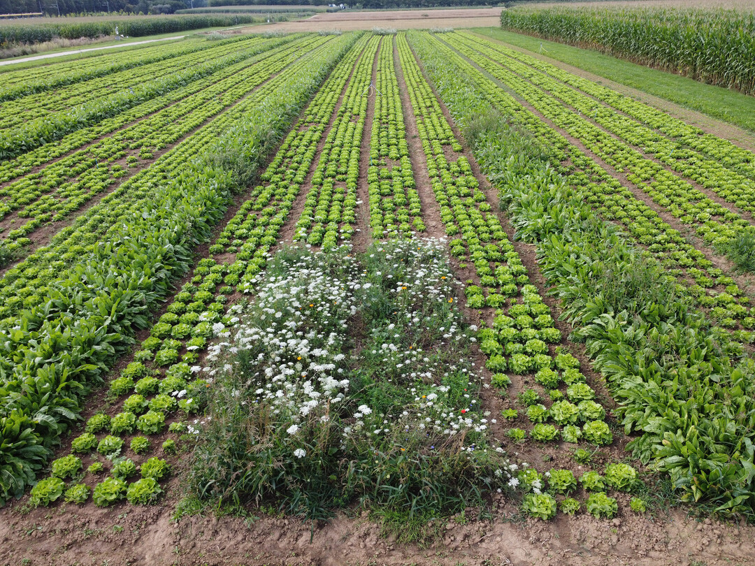 In einem von der Deutschen Bundesstiftung Umwelt (DBU) gefrderten Projekt der Staatsschule fr Gartenbau in Stuttgart-Hohenheim werden Ntzlingswiesen wie Rollrasen im Kopfsalat platziert  um Schadinsekten zu bekmpfen und Pflanzenschutzmittel zu reduzieren.