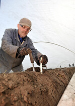 Die Erntesaison des ersten „Walbecker Spargels g.g.A.“ hat begonnen.