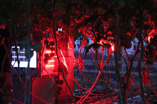 Chlorophyll Fluorescence (CF)-Kamera fotografiert die Pflanzen und macht gestresstes Gewebe sichtbar.