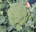 Brokkoli ‘Sirtaki’ ist schnell in der Entwicklung und bringt
hohe Erträge.