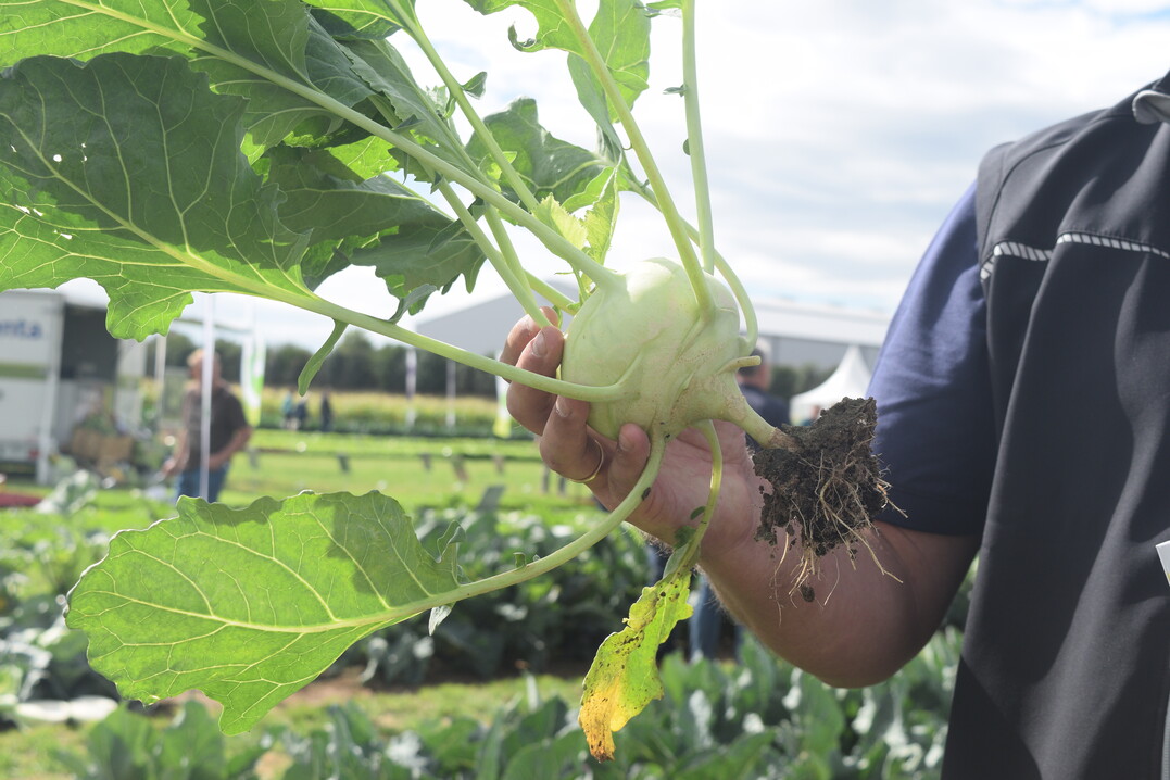 Gemüsegärtner*innen sorgen für ein breites Spektrum an leckeren und gesunden Gemüsesorten. Neben gängigen Arten wie Kohlrabi oder Radieschen, kultivieren sie immer häufiger auch vergessene Gemüsearten.