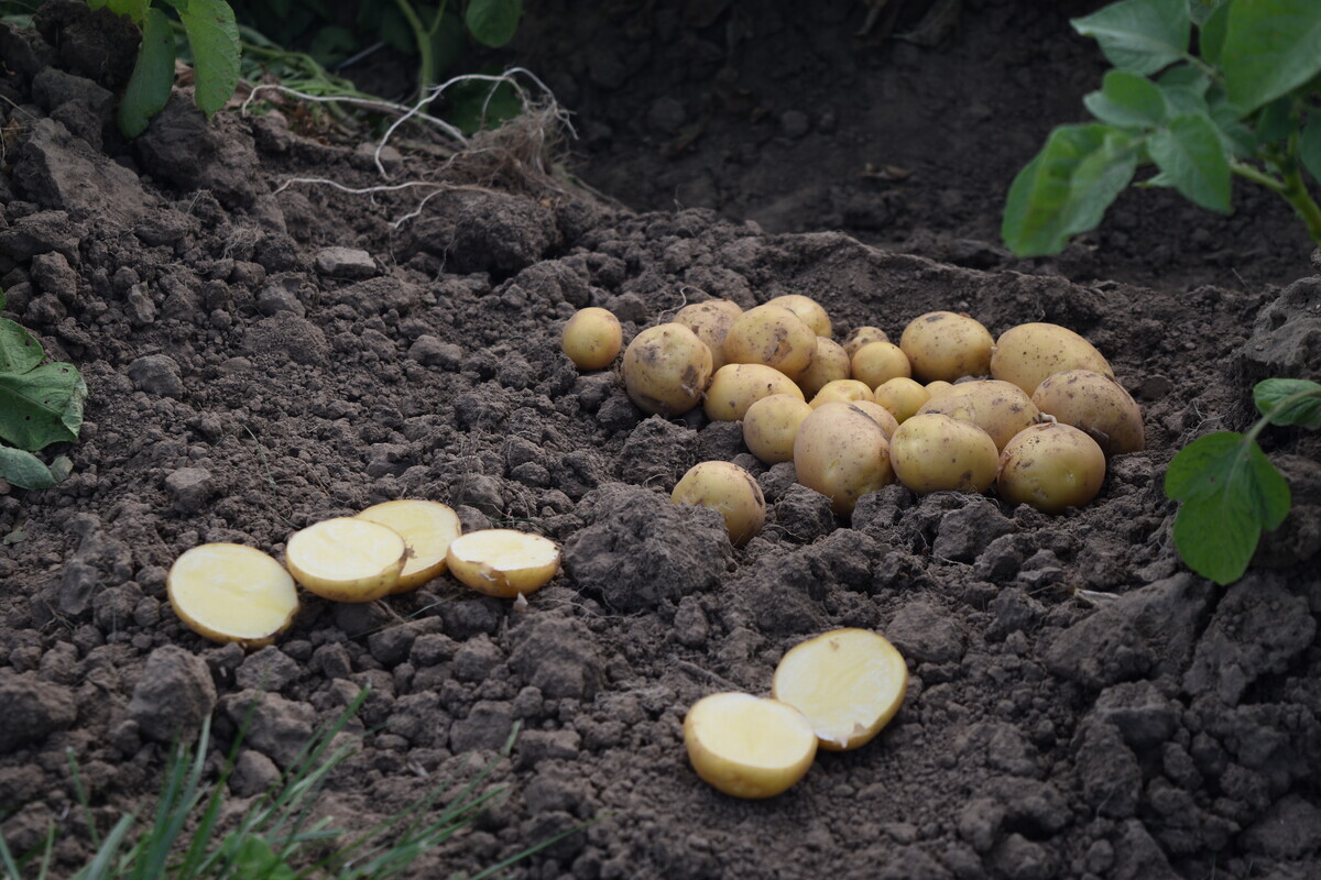 Kartoffeln nachhaltig düngen die Sorte macht den Unterschied GEMÜSE