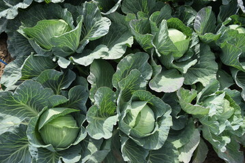 Wer Superfood will, der muss nicht auf Produkte aus bersee zugreifen. Gemse wie Kohle sind aromatisch, preisgnstig, nhrstoffreich, naturbelassen und regional.