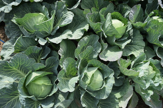Wer Superfood will, der muss nicht auf Produkte aus bersee zugreifen. Gemse wie Kohle sind aromatisch, preisgnstig, nhrstoffreich, naturbelassen und regional.