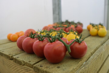 Im Gemsesektor stiegen vor allem die Preise fr Tomaten.