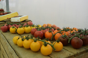 Freunde der frisch gepflckten Nachtschattengewchse drfen sich freuen: Vollreife Tomaten aus heimischem Anbau liegen prall und rot in den Regalen. 