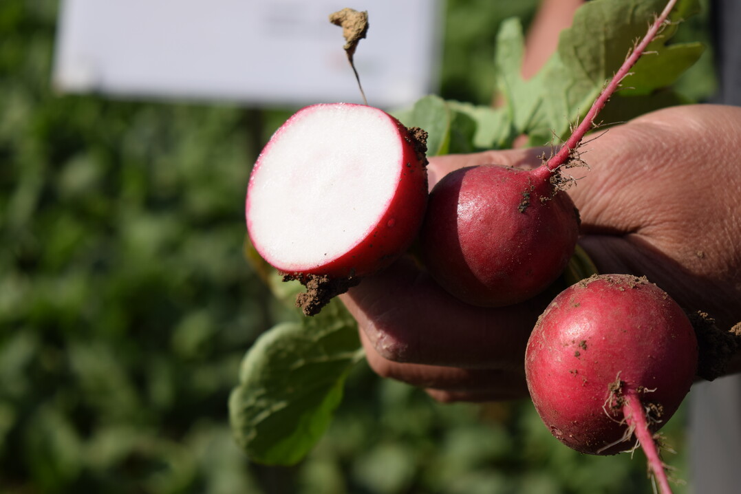 Appel