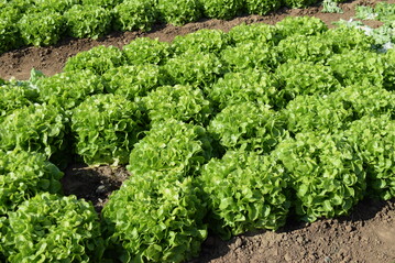 Salate sind beliebt. Vor allem im Sommer knnen Verbraucher auf regionale Produkte zurckgreifen.
