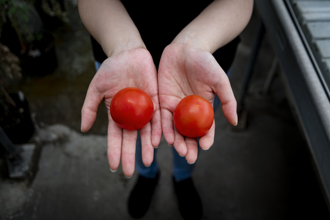 Die Vitamin-D-Tomate (l.) und ein Wildtyp.