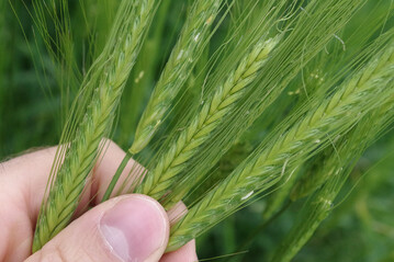 Flame Duo (Wirkstoffe: Tribenuron + Florasulam) kann jetzt zustzlich in Emmer (wie auf dem Bild zu sehen), Einkorn und Khorasan-Weizen gegen einjhrige zweikeimblttrige Unkruter eingesetzt werden.