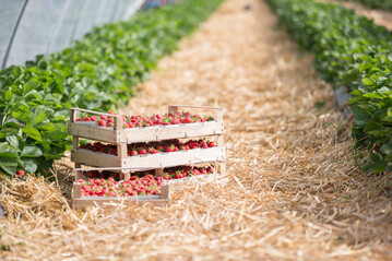 Kurze und heftige Erntezeit: Viele Erdbeeren in kurzer Zeit fhrten zu schnell fallenden Preisen.