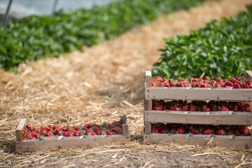 Der geschtzte Anbau hat dafr gesorgt, dass es bereits im April heimische Erdbeeren gab. 